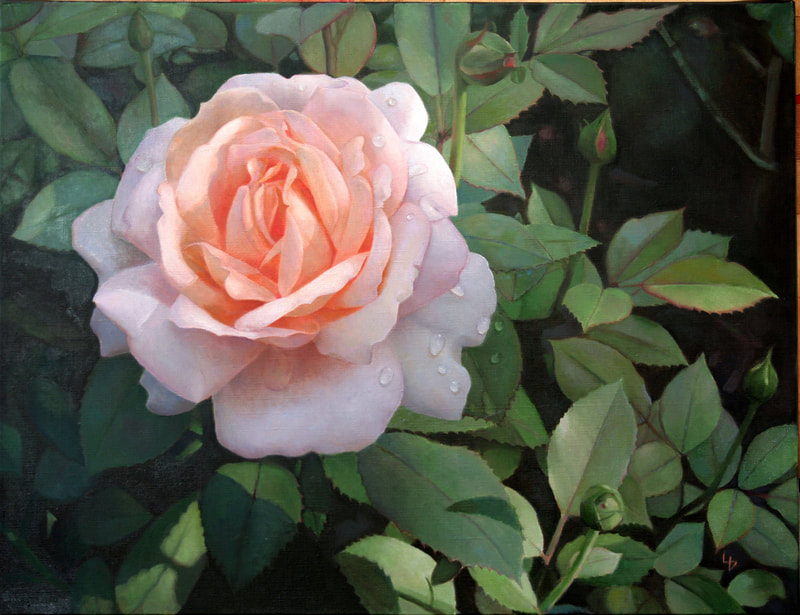 Louise Girardin, rose au jardin