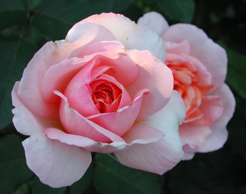 Louise Girardin, roses