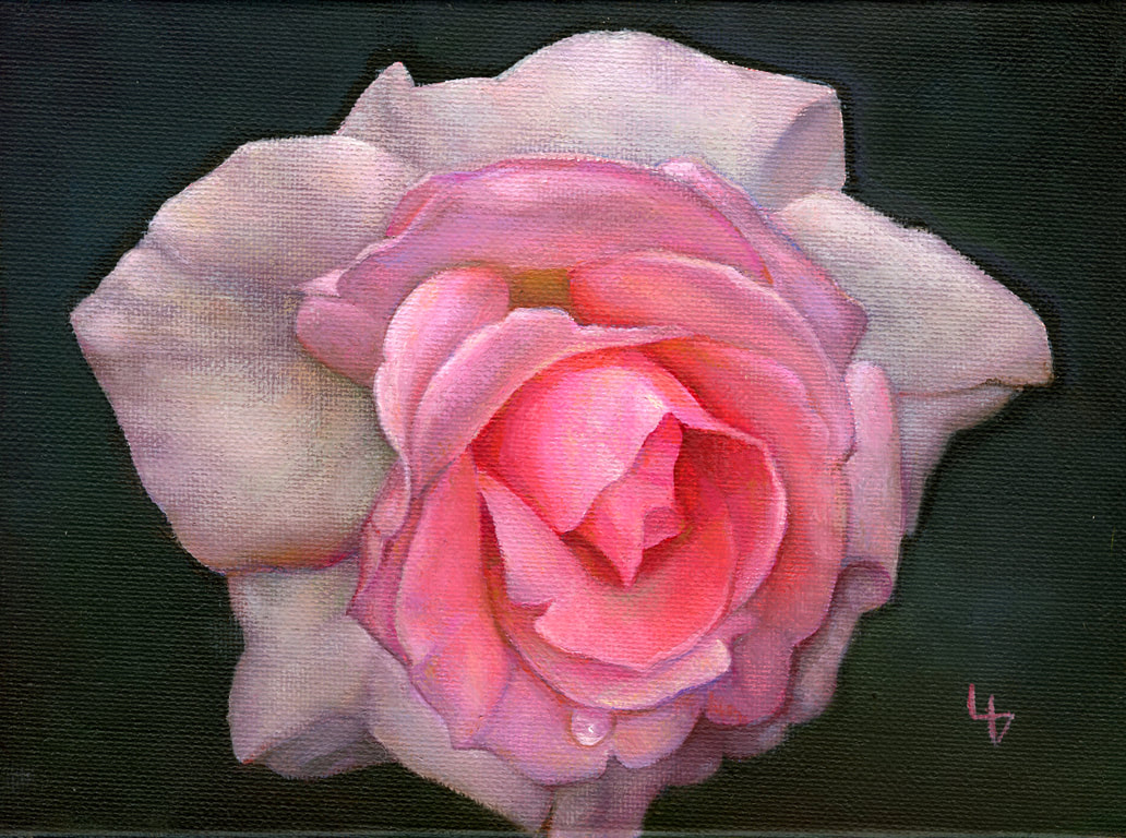 Louise Girardin, rose pâle