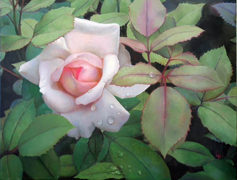 Louise Girardin, rose pâle au jardin